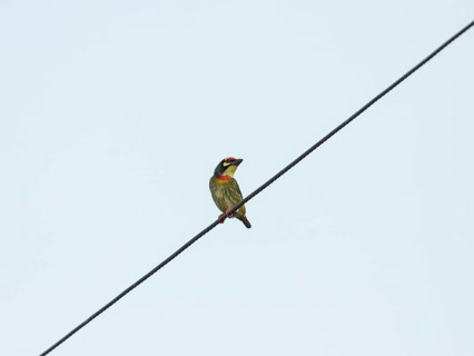 Coppersmith barbet (Psilopogon haemacephalus), Kaeng Krachan National Park, Phetchaburi Province,