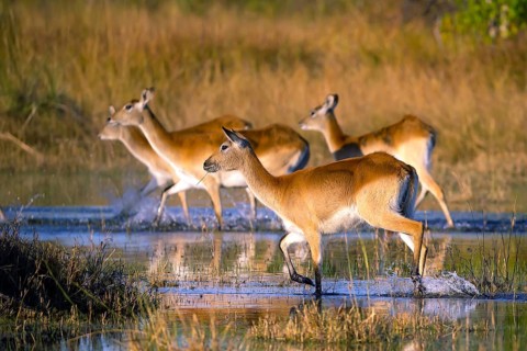 Red hartebeest (Kobus leche) ml, Okavango Delta, Botswana, Okavando Delta, Botswana, Africa