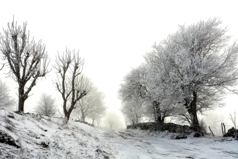 Aubrac plateau. Hedge of trees and path in winter. Lozere department. Occitanie. France