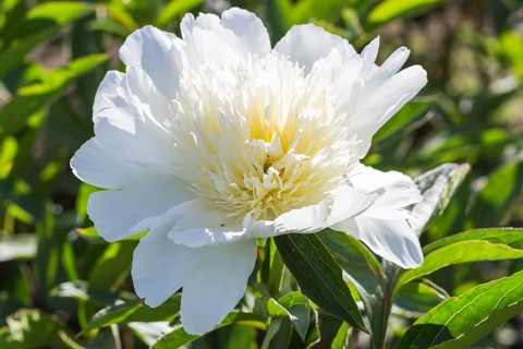 Pink peony flower in a botanical garden