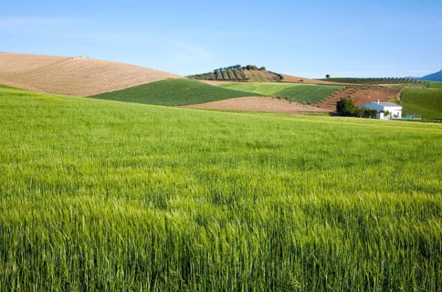 Rolling arable fields green barley crop near Alhama de Granada, Spain, Europe