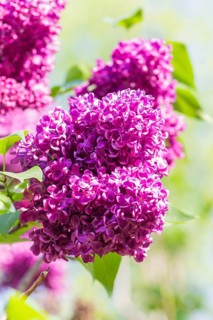 Blooming lilac in the botanical garden in spring
