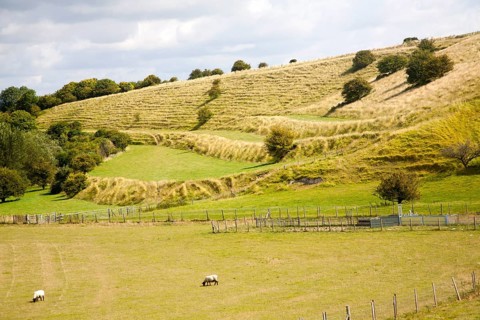 Ancient terraced fields known as strip lynchets cut into a chalk scarp slope at Bishopstone,