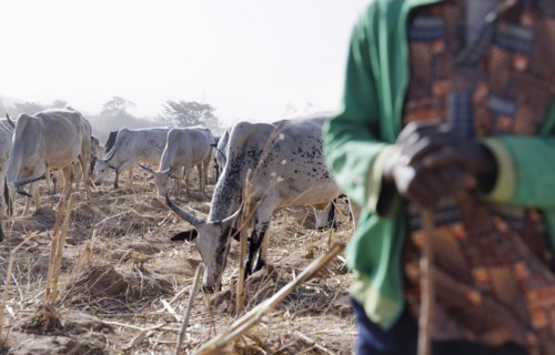 Herdsman in the field in Maraban Dare community, Plateau state, 07/02/2024