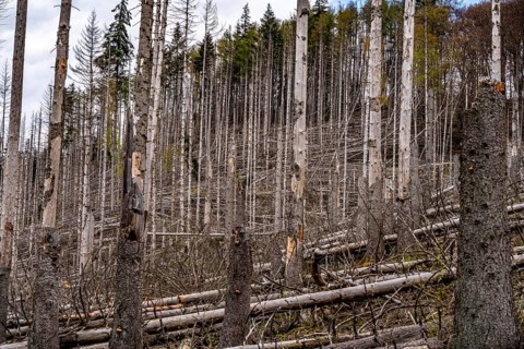 Dead spruce trees, broken by wind, lying in disarray, forest dieback in the Arnsberg Forest nature