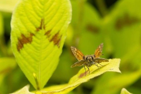 Large skipper butterfly (Ochlodes sylvanus) adult insect resting on a garden plant leaf, Suffolk,