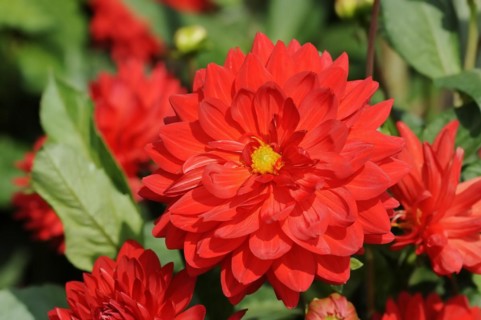 Dahlia 'My Valentine' (Dahlia Hybride), flower, ornamental plant, North Rhine-Westphalia, Germany,