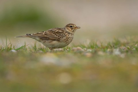 Eurasian skylark (Alauda arvensis) adult bird feeding on grassland, Suffolk, England, United