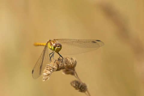 Common darter dragonfly (Sympetrum striolatum) adult insect resting on a grass plant seedhead,
