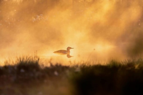 Red-throated loon (Gavia stellata) in sunrise mist at a bog