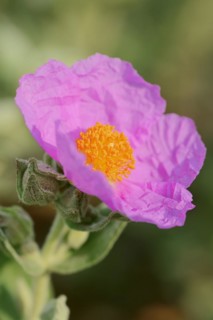 White-leaved rock rose (Cistus albidus), flower, Provence, southern France