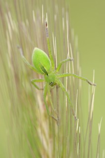Green huntsman spider (Micrommata virescens), female, Provence, southern France