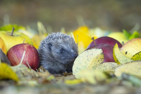 European hedgehog (Erinaceus europaeus) adult animal walking amongst fallen apples in a garden in
