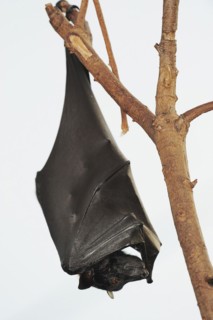 Kalong flying fox or large flying fox (Pteropus vampyrus), captive, occurring in Southeast Asia