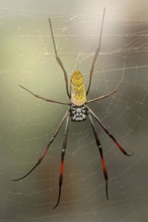 Silk spider (Nephila spec.) in web, captive, North Rhine-Westphalia, Germany, Europe