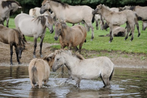 Dülmen wild horses in the water, Merfelder Bruch, Dülmen, North Rhine-Westphalia, Germany, Europe