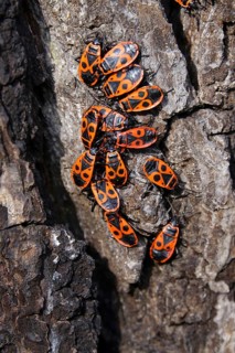 Fire bugs (Pyrrhocoridae) on a tree trunk, Germany, Europe