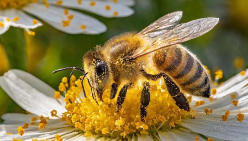 Animals, Symbol, Bee, Honey bee with pollen on its body, Apis mellifera, AI-generated, AI generated
