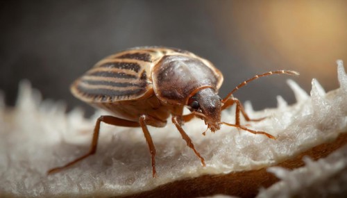 Animals, symbol, close-up of a bed bug, house bug, Cimex lectularis, AI-generated, AI generated