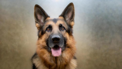 Pets, Dog, German Shepherd, AI-generated, AI generated