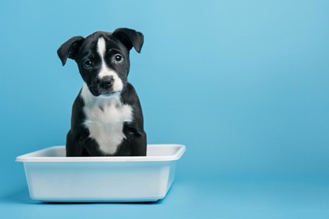 Puppy dog sitting in white litter box. KI generiert, generiert, AI generated