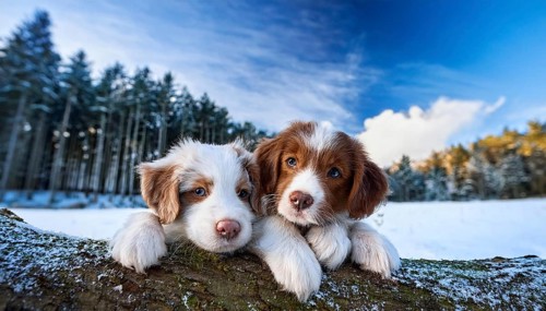 KI generated, dog, dogs, puppy, one, two, three, play, snow, winter, autumn leaves, blue sky,