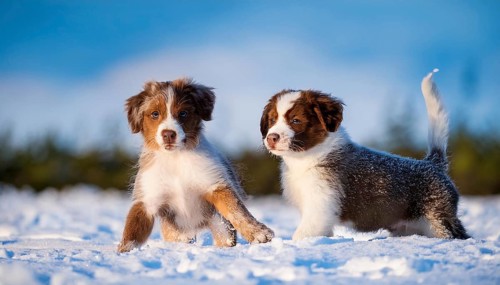 KI generated, dog, dogs, puppy, one, two, three, play, snow, winter, autumn leaves, blue sky,