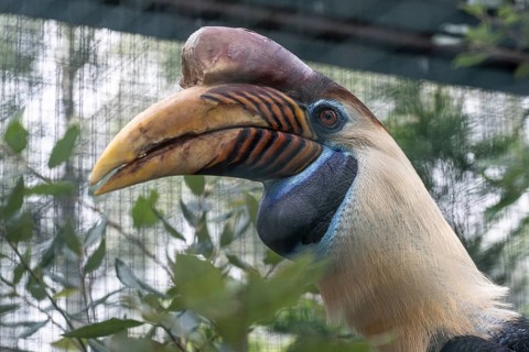 Knobbed hornbill (Aceros cassidix), portrait, Walsrode Bird Park, Lower Saxony, Germany, Europe