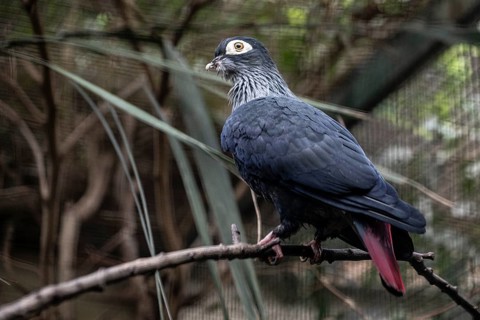 Spectacled imperial pigeon (Ducula perspicillata), Walsrode Bird Park, Lower Saxony, Germany,