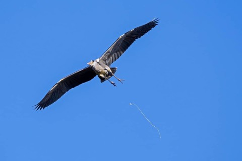Flying grey heron (Ardea cinerea) pooping, defecating in mid-flight against blue sky