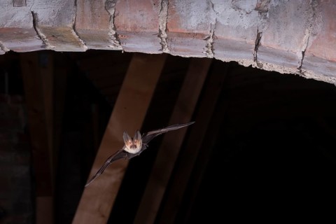 Brown long-eared bat (Plecotus auritus) in flight from its summer quarters, Brandenburg, Germany,