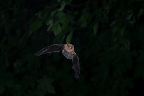Common pipistrelle (Pipistrellus pipistrellus) hunting insects in front of deciduous forest,