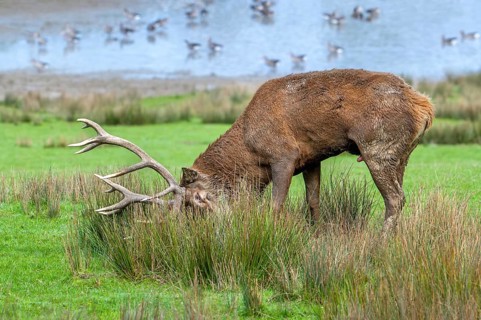 Rutting red deer (Cervus elaphus) stag in grassland rubbing big antlers in tall grass and