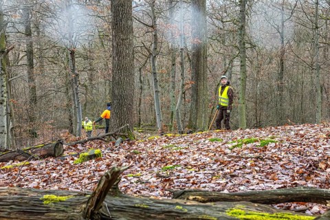 Driven hunt, party hunt in Schönbuch near Böblingen. Drivers in protective clothing drive the game
