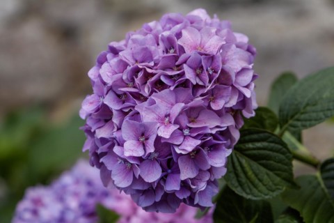 Hydrangea, hydrangea, hydrangea blossom, Brittany, France, Europe