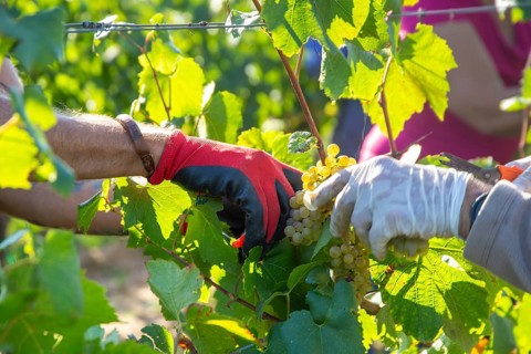 Hand-picking of Chardonnay grapes in the Palatinate in 2023 (Norbert Groß winery, Meckenheim) . The