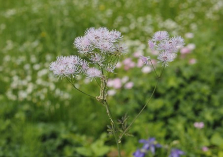 Greater meadow-rue (Thalictrum aquilegiifolium), North Rhine-Westphalia, Germany, Europe