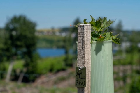 Reforestation in the Arnsberg forest above the Möhnesee, Soest district, citizen forest project,
