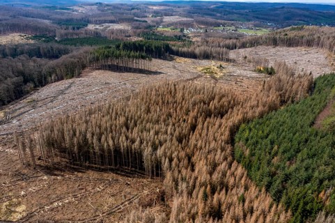 Area in the Arnsberg Forest near Warstein-Sichtigvor, district of Soest, area of a spruce forest