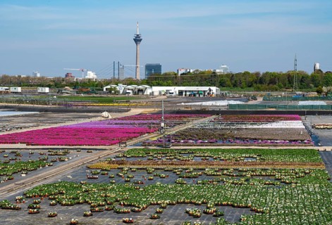 Nursery, plant breeding, ornamental plants grow in flower pots, outdoors, Düsseldorf-Volmerswerth,