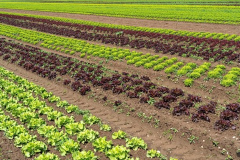 Agriculture, lettuce growing in a field, Lollo Bionda and Lollo Rossa, in long rows of plants,