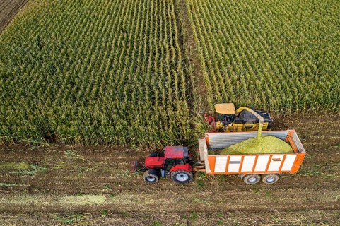 Maize harvest, combine harvester, chopper works its way through a maize field, the silage is pumped
