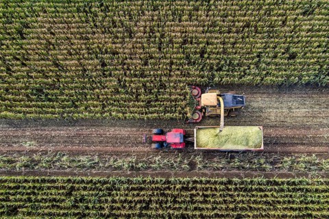 Maize harvest, combine harvester, chopper works its way through a maize field, the silage is pumped
