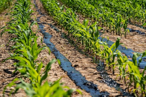 A maize field, with young plants, is fertilised with liquid manure, near Geldern, North