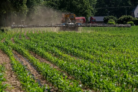 A maize field, with young plants, is fertilised with liquid manure, self-propelled slurry tanker,