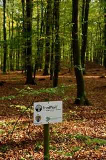 Europe, Germany, Lower Saxony, Stade district, cemetery forest in Neukloster Forst, burial in