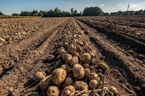 Potato harvest, Melodie variety, so-called split harvesting method, first the tubers are taken out