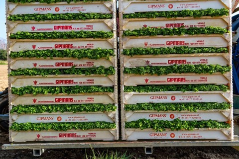Agriculture, herb gardening, parsley plants, in a field, with a planting machine, in rows, planted,
