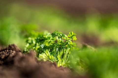 Agriculture, herb gardening, parsley plants, in a field, with a planting machine, planted in rows