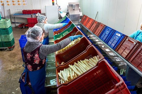 Asparagus farm, white asparagus is washed, cut and sorted by quality after harvesting, near